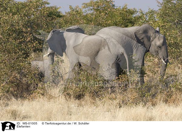 Elefanten / elephants / WS-01005