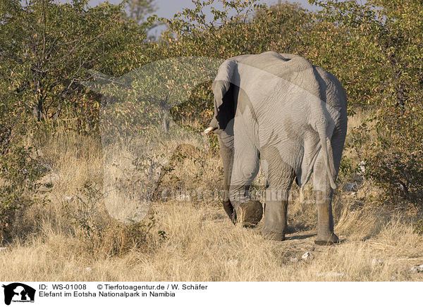 Elefant im Eotsha Nationalpark in Namibia / elephant / WS-01008