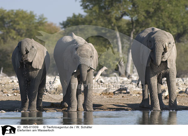 Elefanten am Wasserloch / elephants / WS-01009