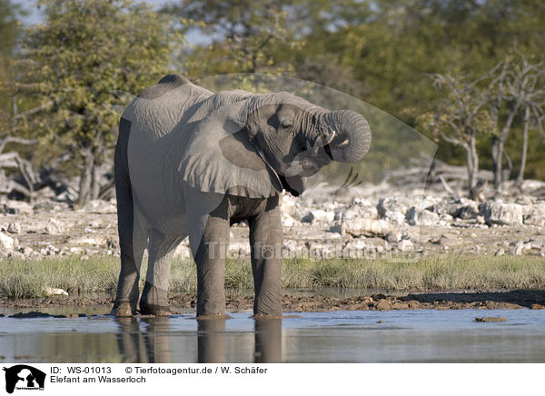 Elefant am Wasserloch / elephant / WS-01013