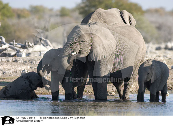 Afrikanischer Elefant / african elephant / WS-01015