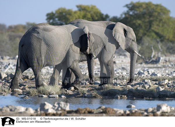Elefanten am Wasserloch / elephants / WS-01018