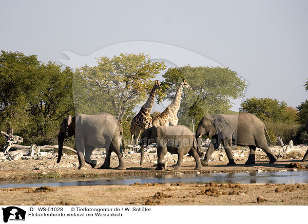 Elefantenherde verlsst ein Wasserloch / going elephants / WS-01028