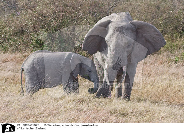 afrikanischer Elefant / MBS-01073