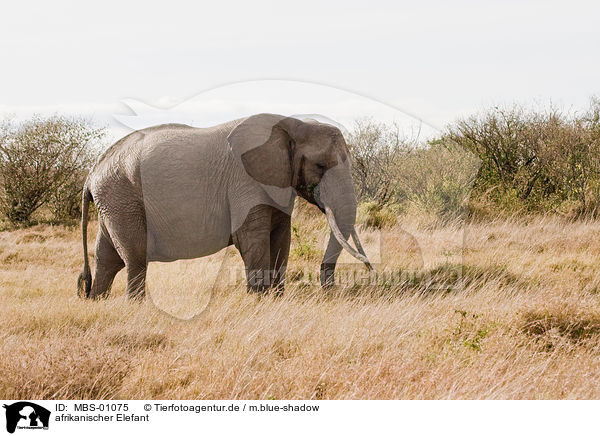 afrikanischer Elefant / MBS-01075