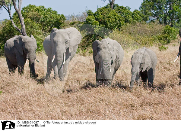 afrikanischer Elefant / african elephant / MBS-01087