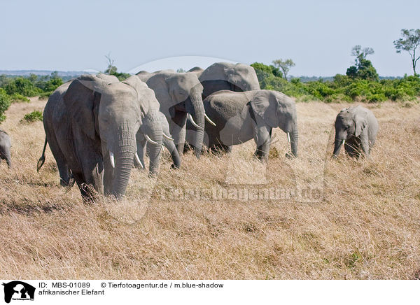 afrikanischer Elefant / MBS-01089
