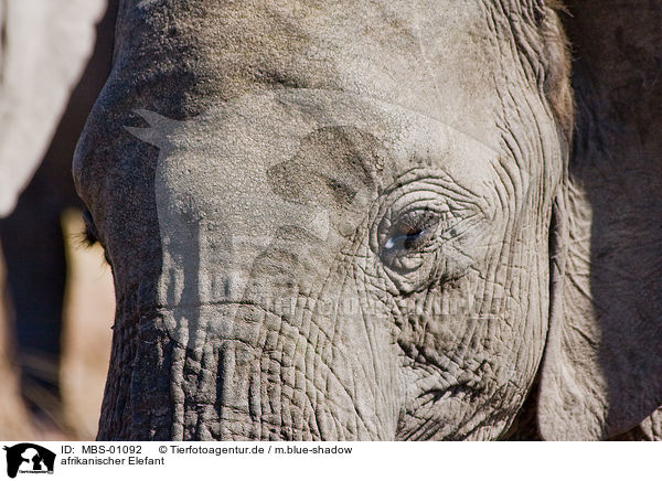 afrikanischer Elefant / MBS-01092