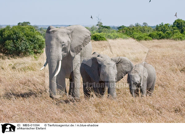 afrikanischer Elefant / MBS-01094