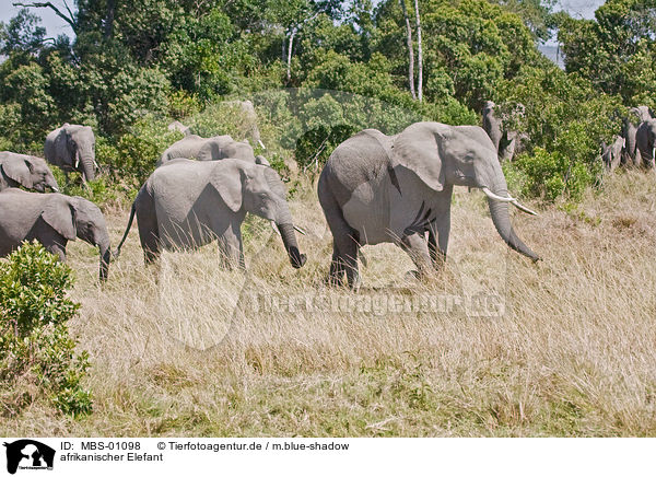 afrikanischer Elefant / MBS-01098