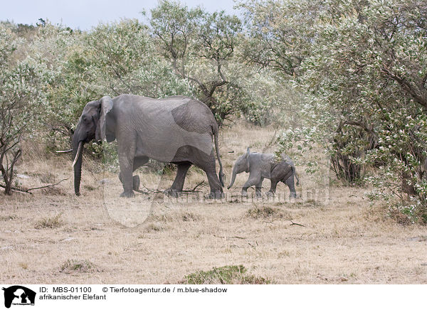 afrikanischer Elefant / MBS-01100