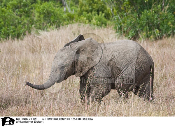 afrikanischer Elefant / MBS-01101
