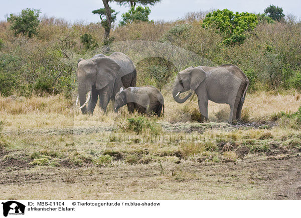 afrikanischer Elefant / african elephant / MBS-01104