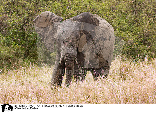 afrikanischer Elefant / MBS-01109