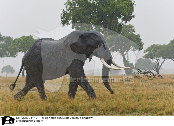 afrikanischer Elefant / african elephant / MBS-01110