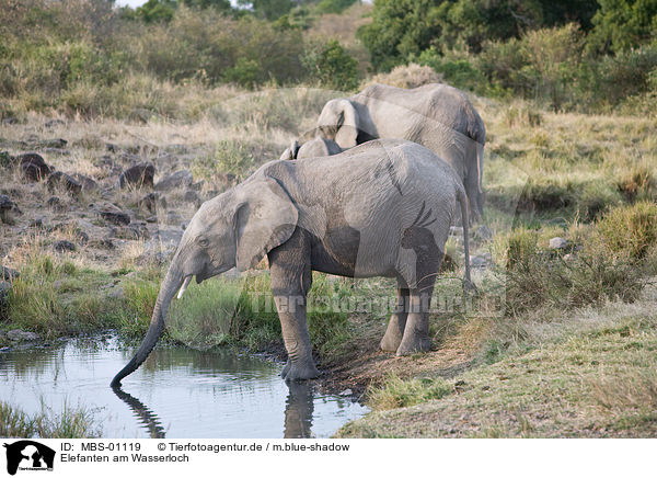 Elefanten am Wasserloch / MBS-01119