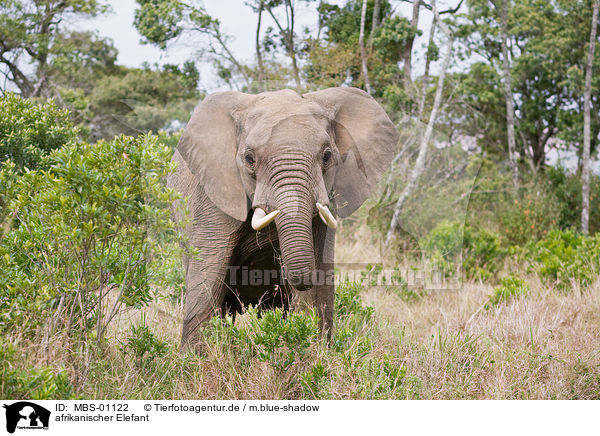 afrikanischer Elefant / MBS-01122