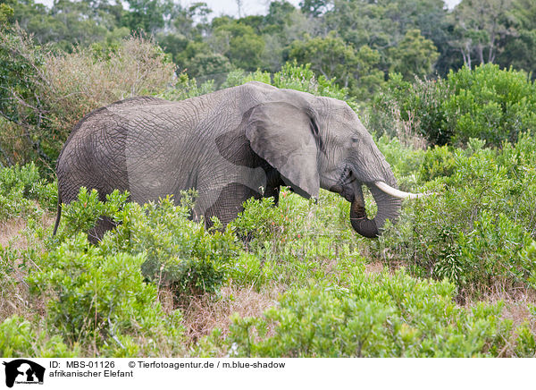 afrikanischer Elefant / MBS-01126