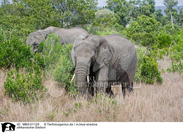 afrikanischer Elefant / MBS-01129