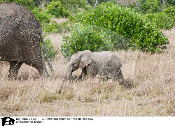 afrikanischer Elefant / MBS-01131