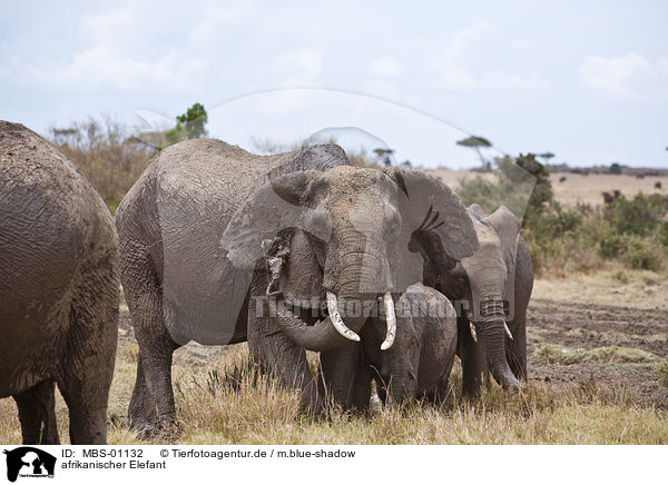 afrikanischer Elefant / MBS-01132