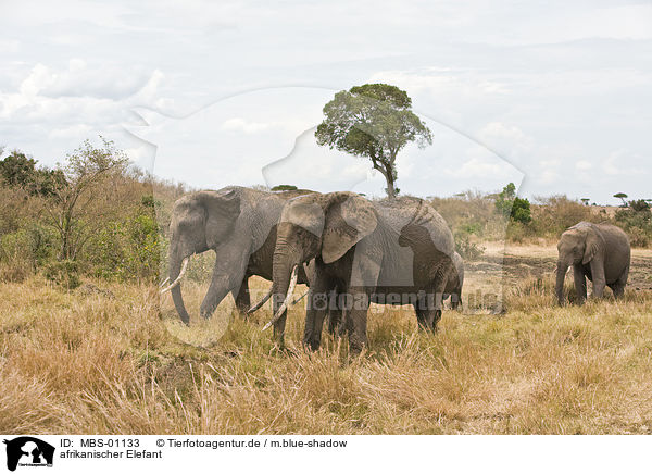 afrikanischer Elefant / MBS-01133
