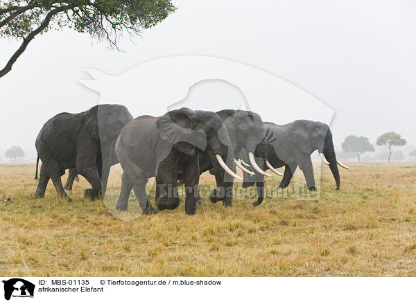 afrikanischer Elefant / MBS-01135