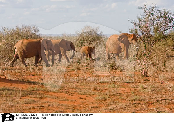 afrikanische Elefanten / MBS-01225