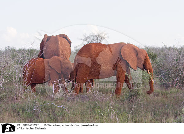 afrikanische Elefanten / MBS-01226