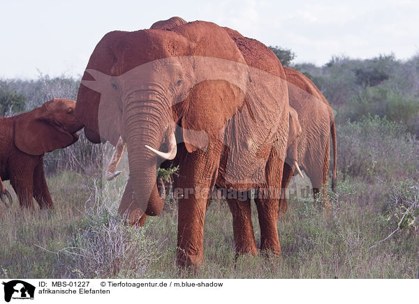 afrikanische Elefanten / MBS-01227