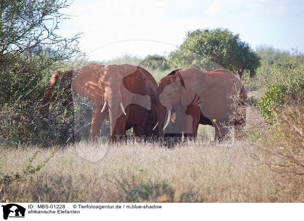 afrikanische Elefanten / MBS-01228