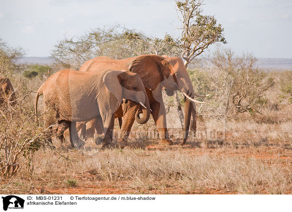 afrikanische Elefanten / MBS-01231