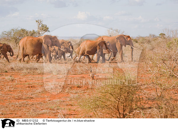 afrikanische Elefanten / MBS-01232