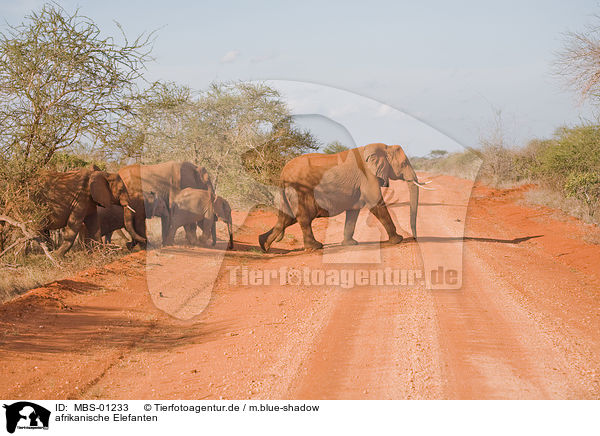 afrikanische Elefanten / MBS-01233
