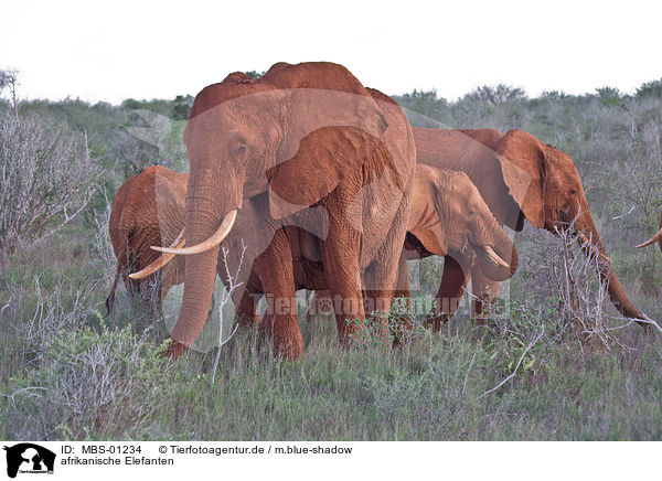 afrikanische Elefanten / MBS-01234