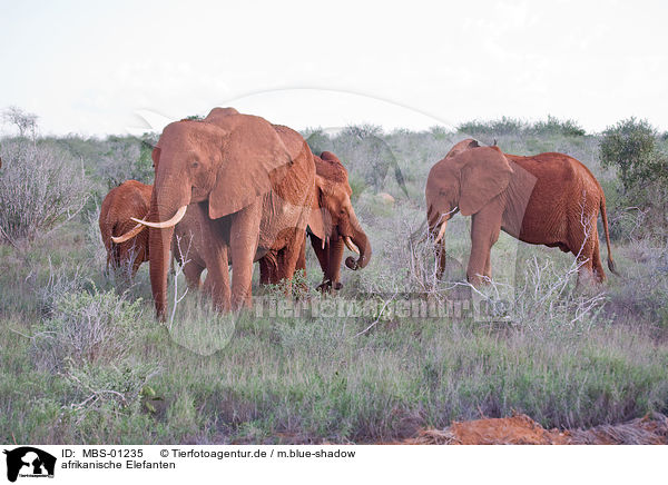 afrikanische Elefanten / MBS-01235