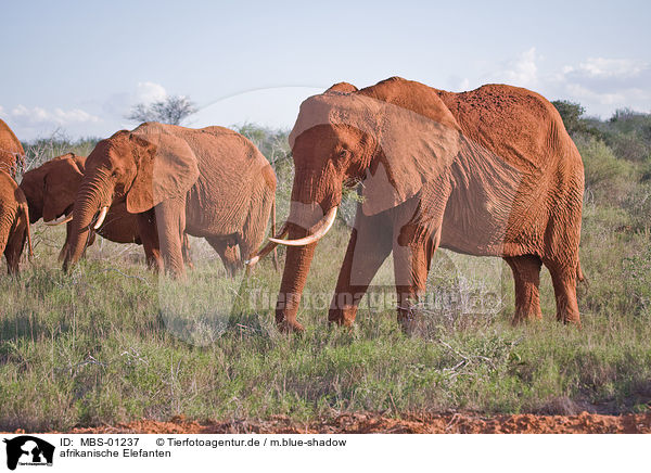 afrikanische Elefanten / MBS-01237