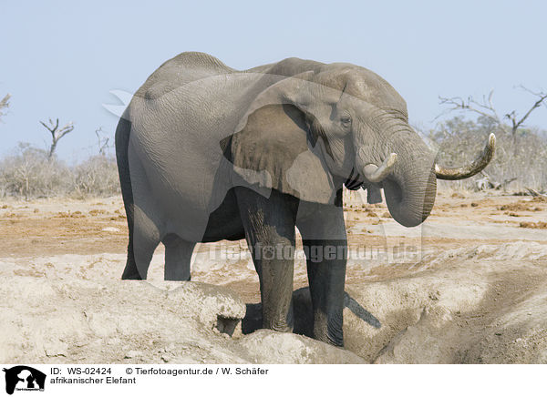 afrikanischer Elefant / WS-02424