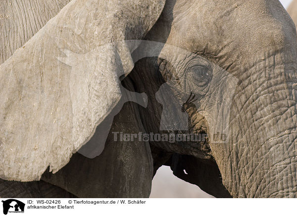 afrikanischer Elefant / african elephant / WS-02426