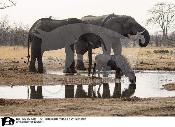 afrikanischer Elefant / WS-02428