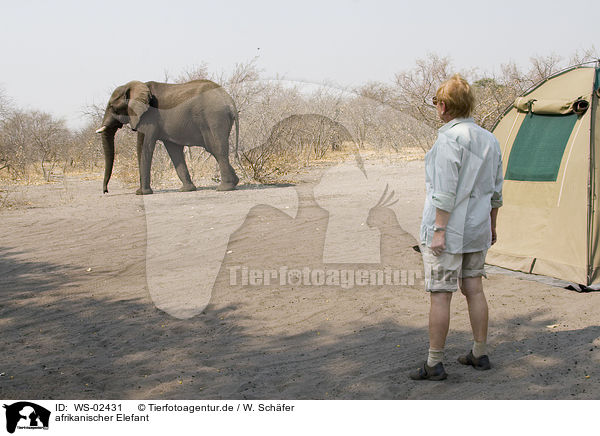 afrikanischer Elefant / african elephant / WS-02431