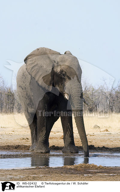 afrikanischer Elefant / WS-02432