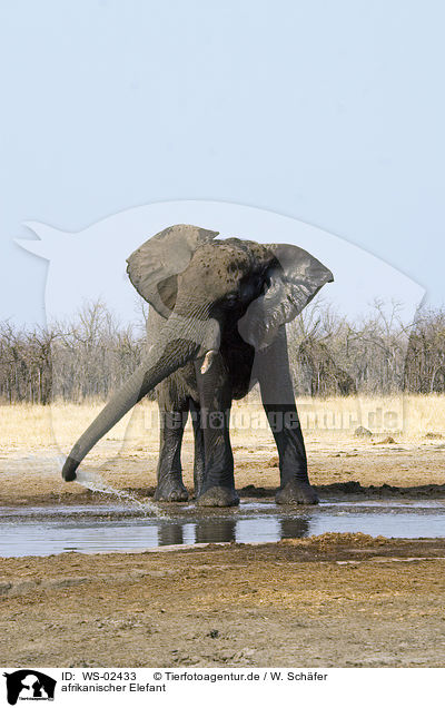 afrikanischer Elefant / african elephant / WS-02433
