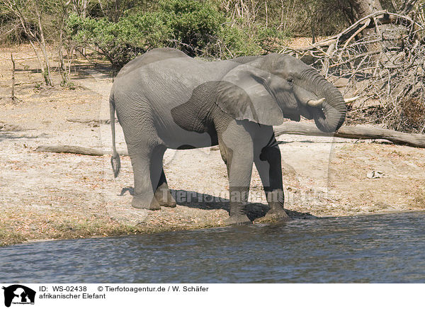 afrikanischer Elefant / african elephant / WS-02438
