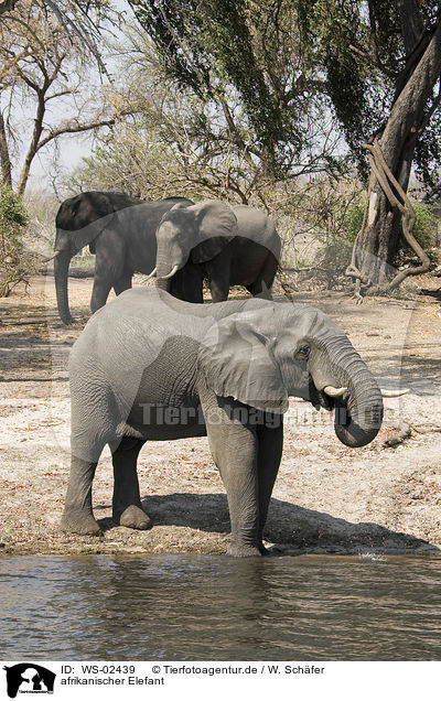 afrikanischer Elefant / african elephant / WS-02439