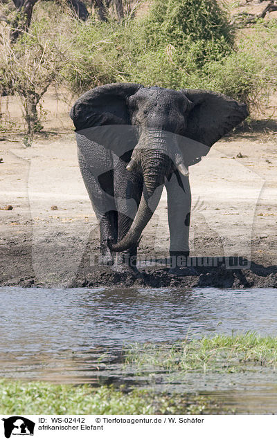afrikanischer Elefant / WS-02442