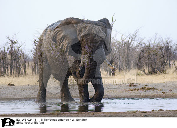 afrikanischer Elefant / african elephant / WS-02444