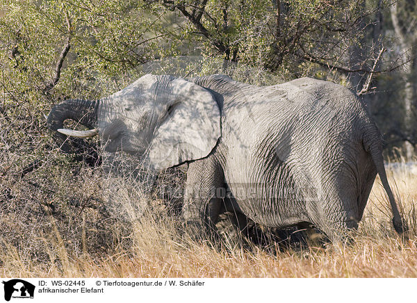 afrikanischer Elefant / WS-02445