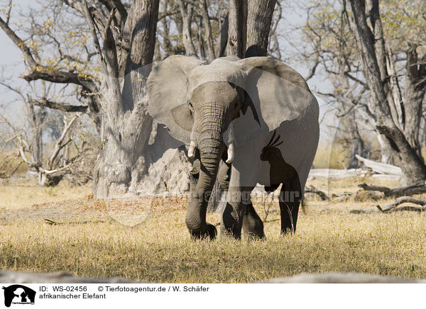 afrikanischer Elefant / WS-02456