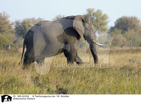 afrikanischer Elefant / WS-02459
